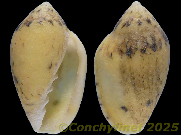 Marginella piperata
