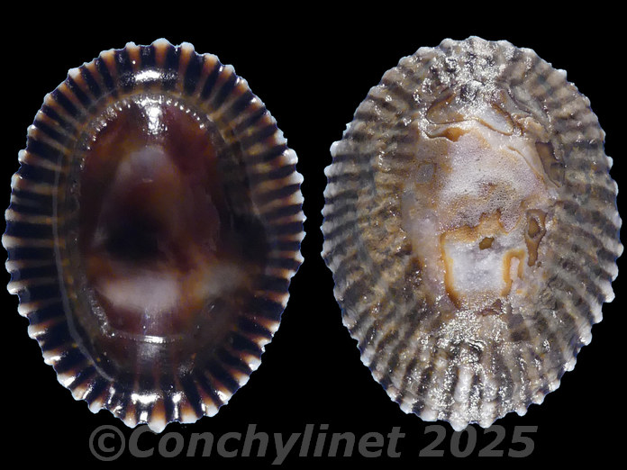 Siphonaria oculus