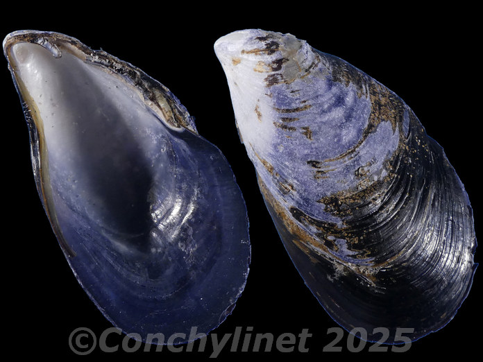 Mytilus galloprovincialis