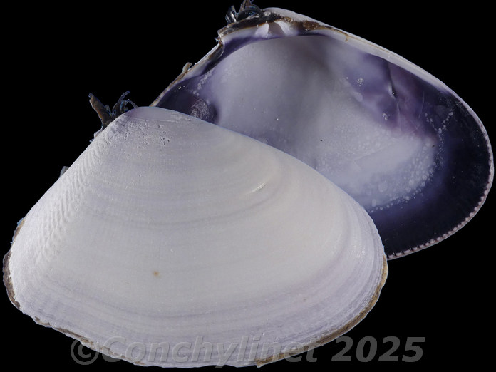 Donax serra