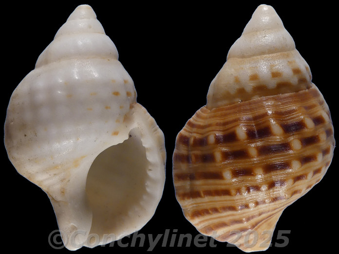 Argobuccinum pustulosum