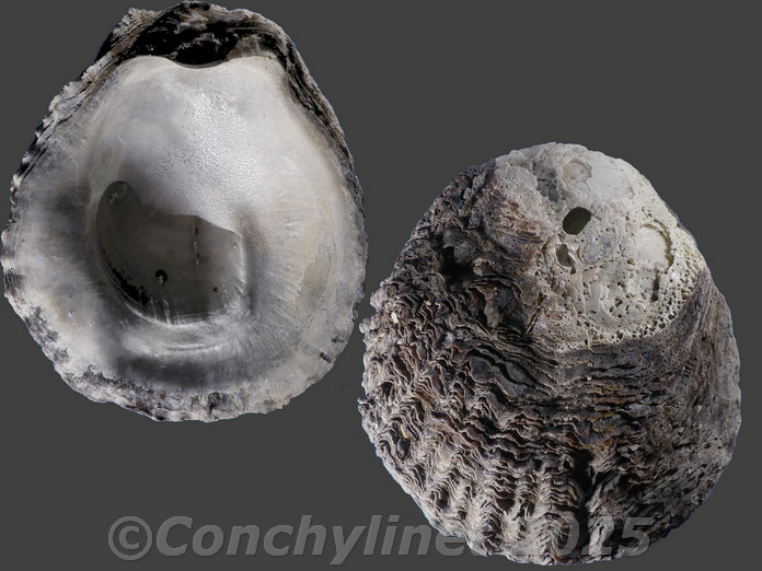 Ostrea atherstonei