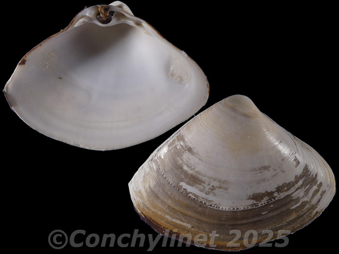 Scissodesma spengleri