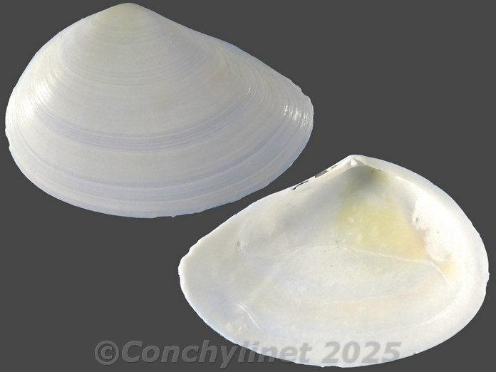 Homalina trilatera