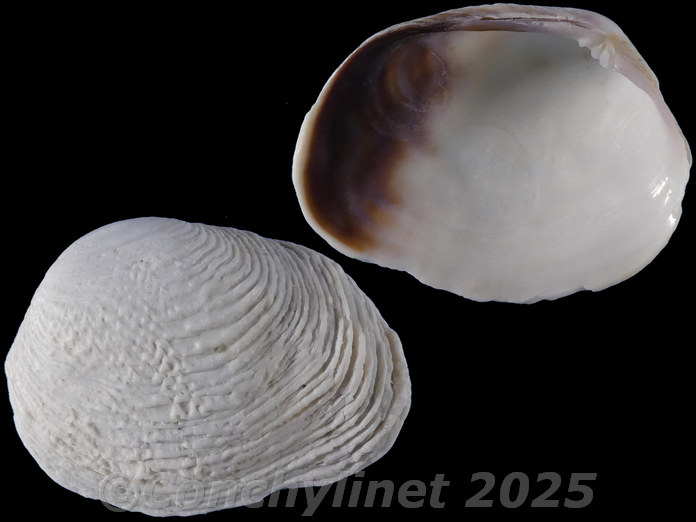 Petricola bicolor