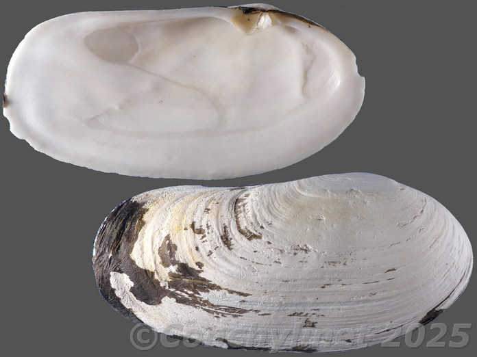 Lutraria oblonga