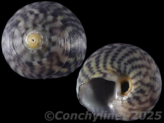 Gibbula umbilicalis