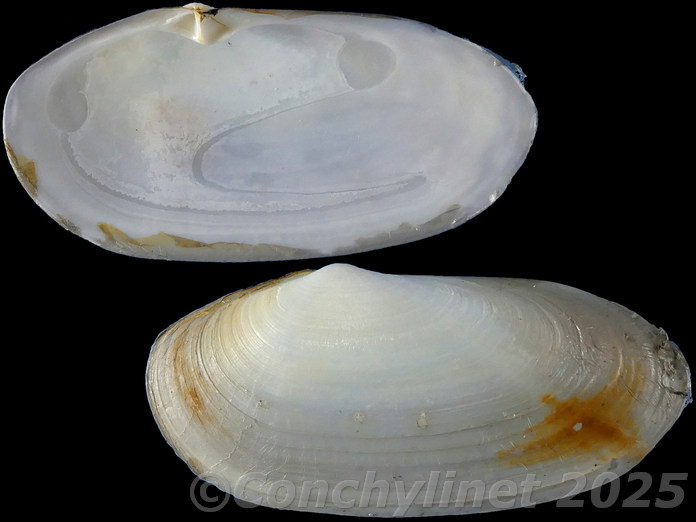 Lutraria lutraria