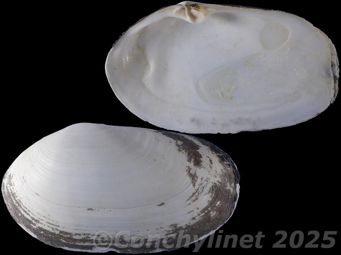 Lutraria lutraria