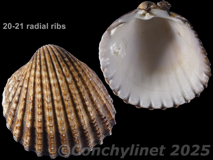 Acanthocardia tuberculata