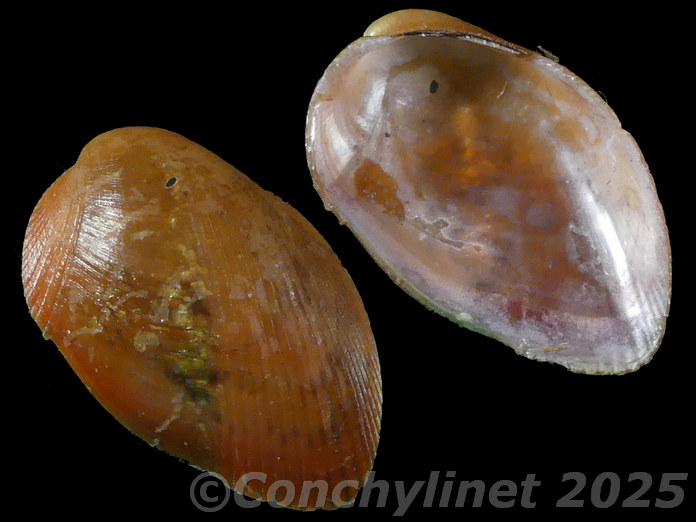 Musculus cumingianus