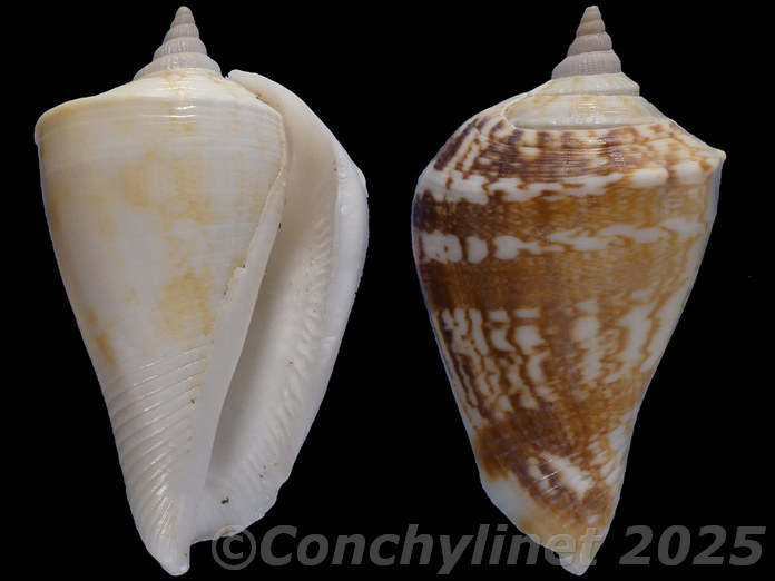 Margistrombus marginatus