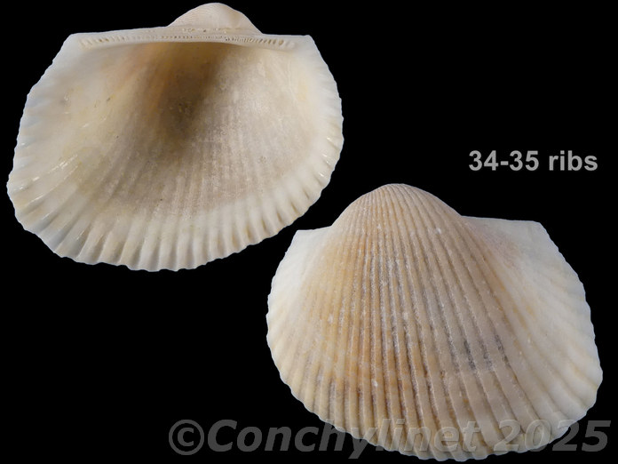 Anadara rhomboidalis Anadara rhomboidalis