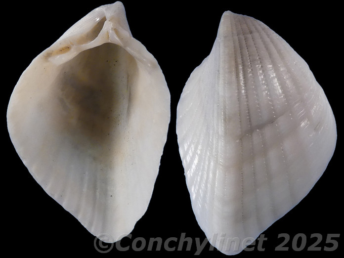 Fragum retusum
