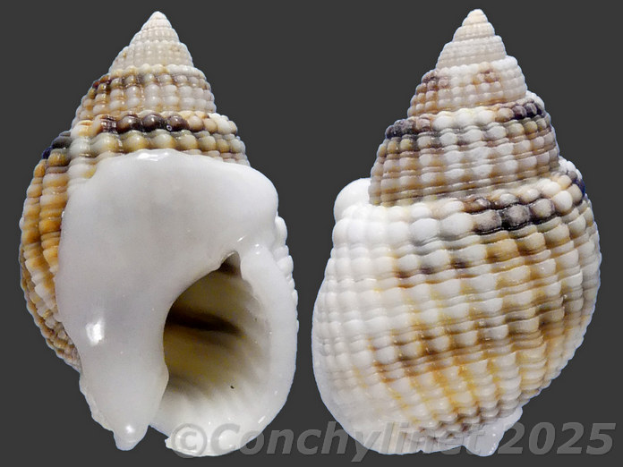 Nassarius gemmuliferus