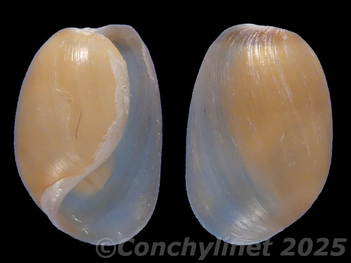 Haminoea cymbalum