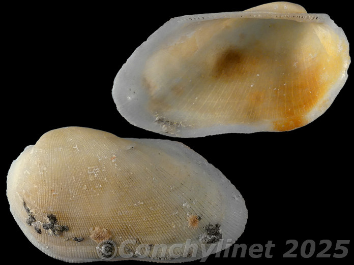 Calloarca tenella