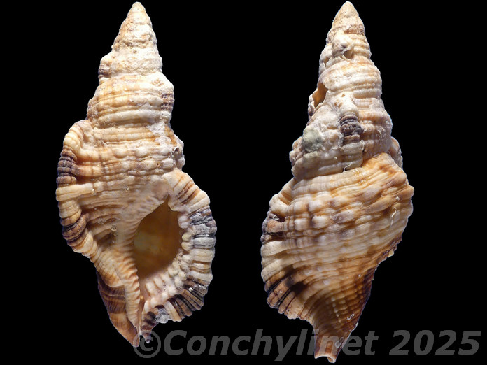 Monoplex aquatilis