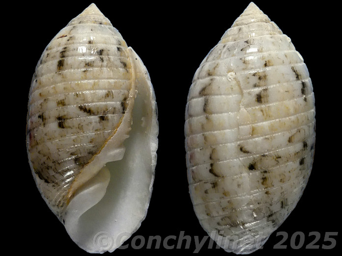 Pupa sulcata Pupa sulcata