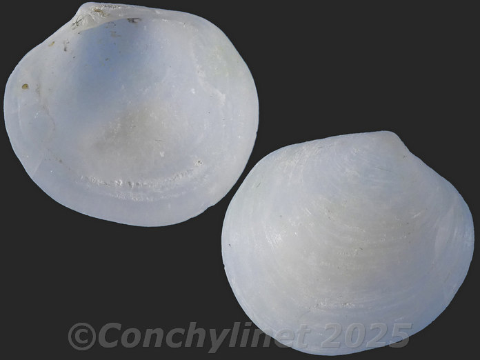 Diplodonta lateralis