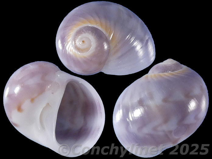 Natica cernica