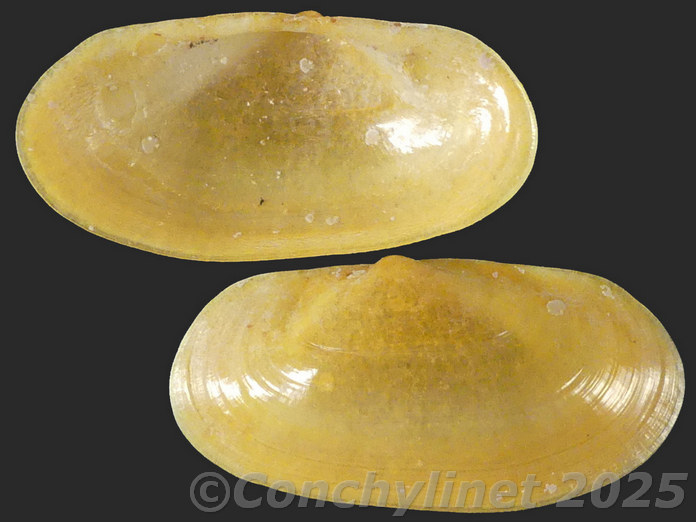 Lepirodes aurantius