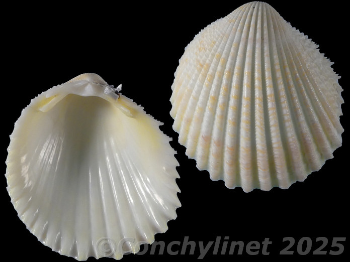 Vasticardium pectiniforme