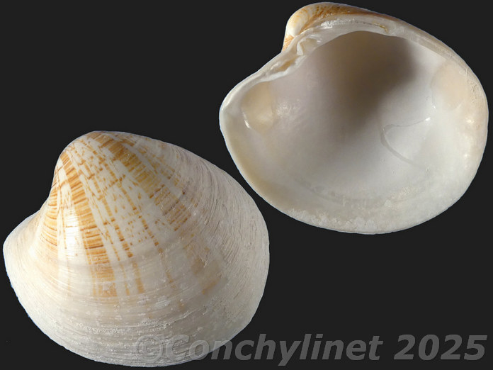Pitar affinis