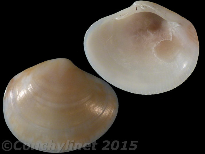 Sunetta sunettina