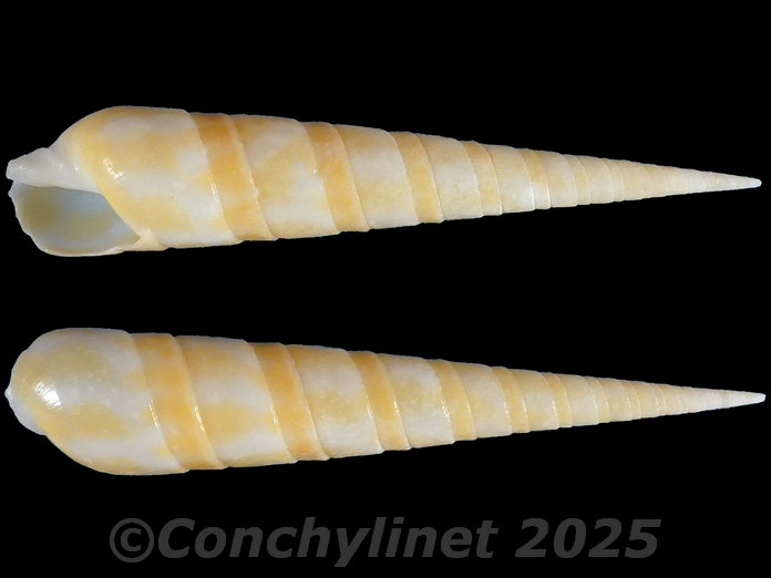 Oxymeris dimidiata f. pallida Oxymeris dimidiata f. pallida