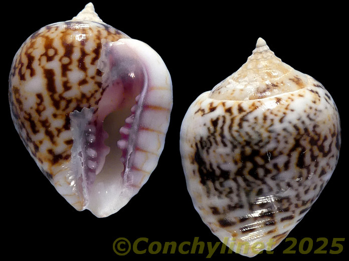 Euplica turturina