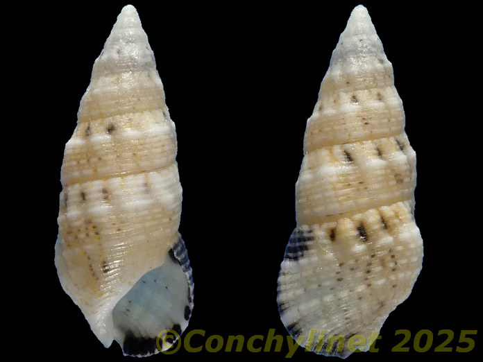 Cerithium atromarginatum Cerithium atromarginatum