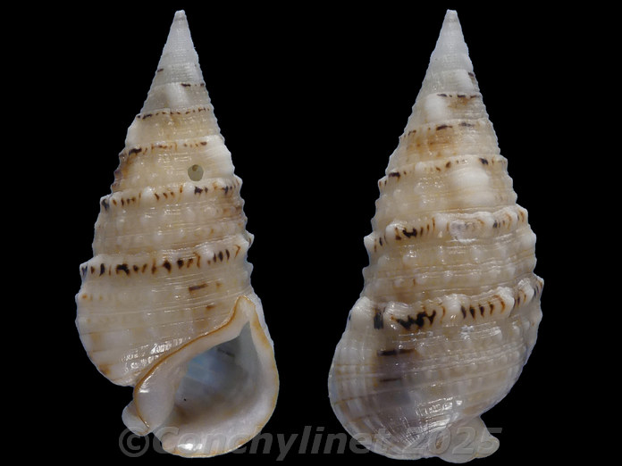 Rhinoclavis sinensis cedonulli