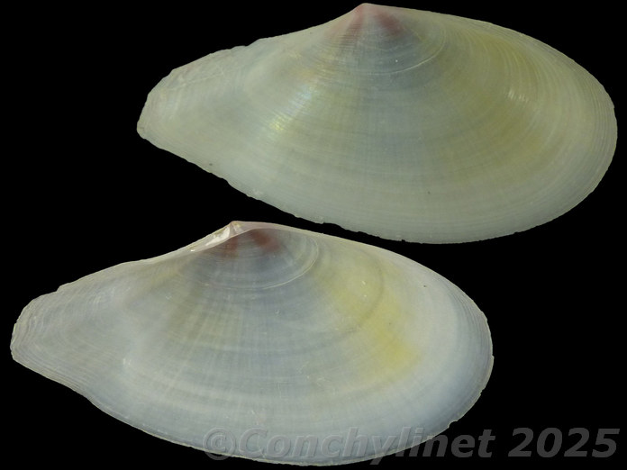 Pharaonella semilaevis Pharaonella semilaevis