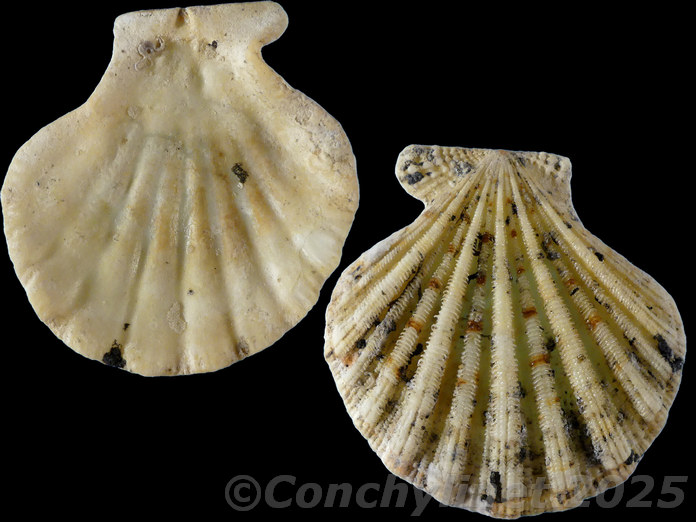 Excellichlamys spectabilis