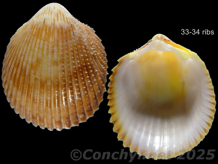 Vasticardium luteomarginatum Vasticardium luteomarginatum