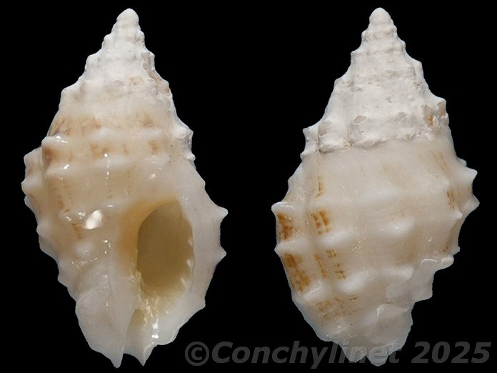 Cronia ochrostoma