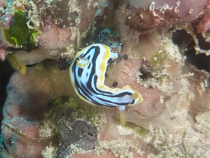 Chromodoris strigata