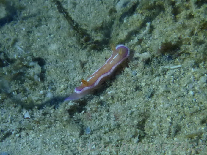 Durvilledoris pusilla Durvilledoris pusilla