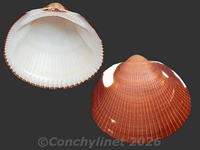 Glycymeris lividus