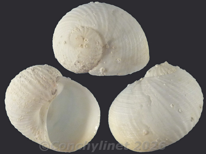 Vanikoro cancellata Vanikoro cancellata