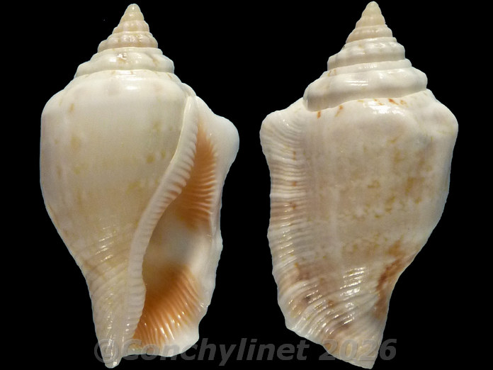 Canarium mutabile