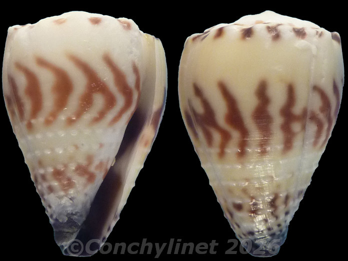 Conus sponsalis