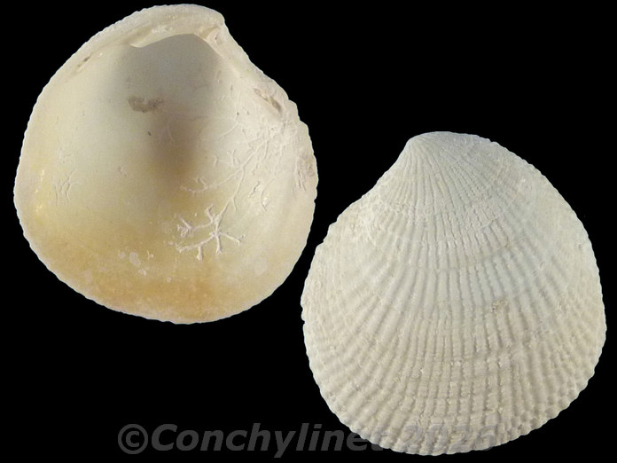 Ctena divergens