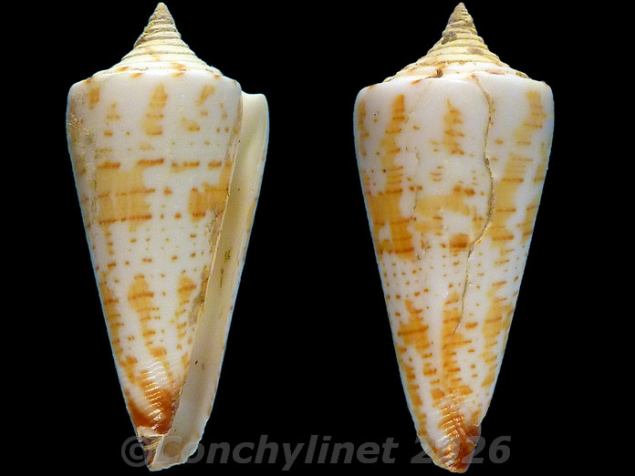 Conus maldivus