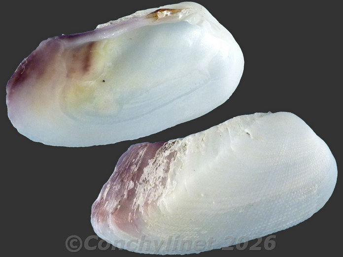Trapezium bicarinatum