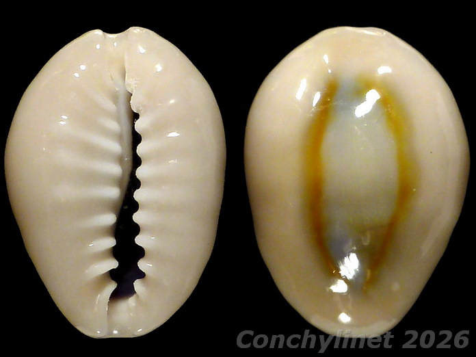 Cypraea obvelata