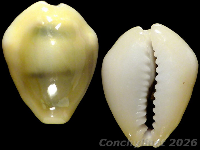 Cypraea moneta