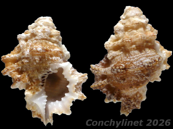 Bursa cruentata