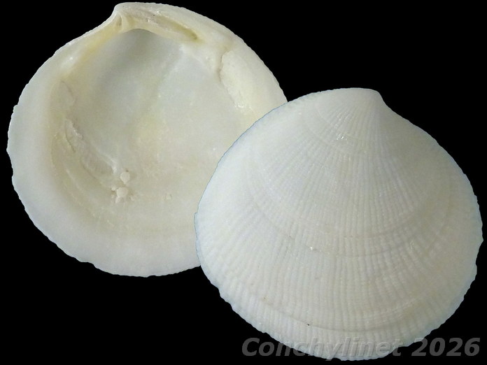 Ctena bella